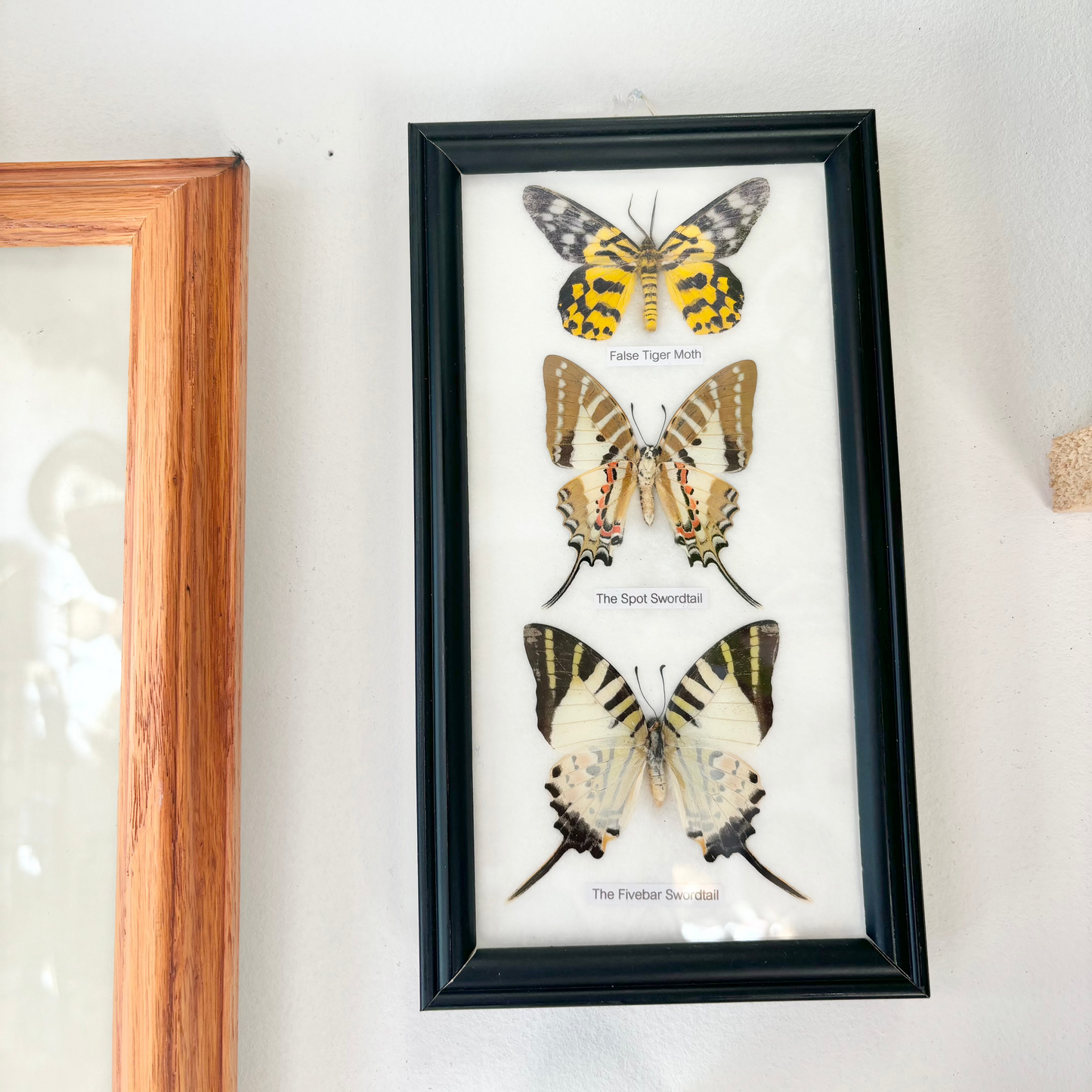 Butterflies Trio Display
