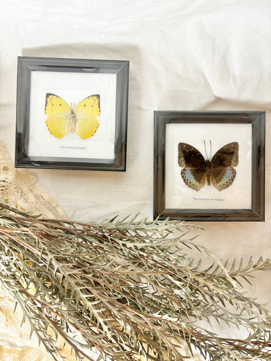 Single Butterfly Specimen Frame