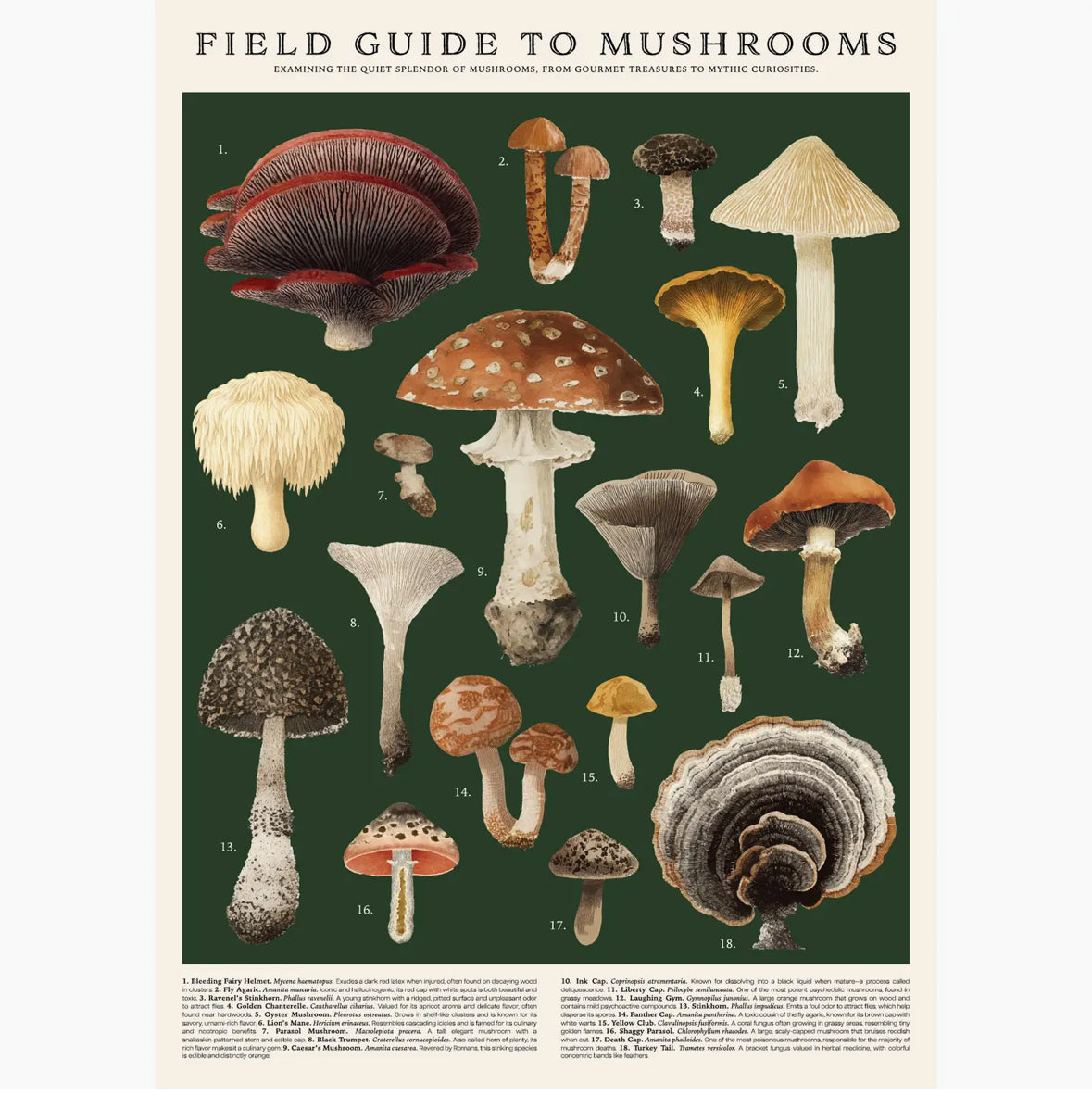 Vintage Field Guide Mushrooms poster