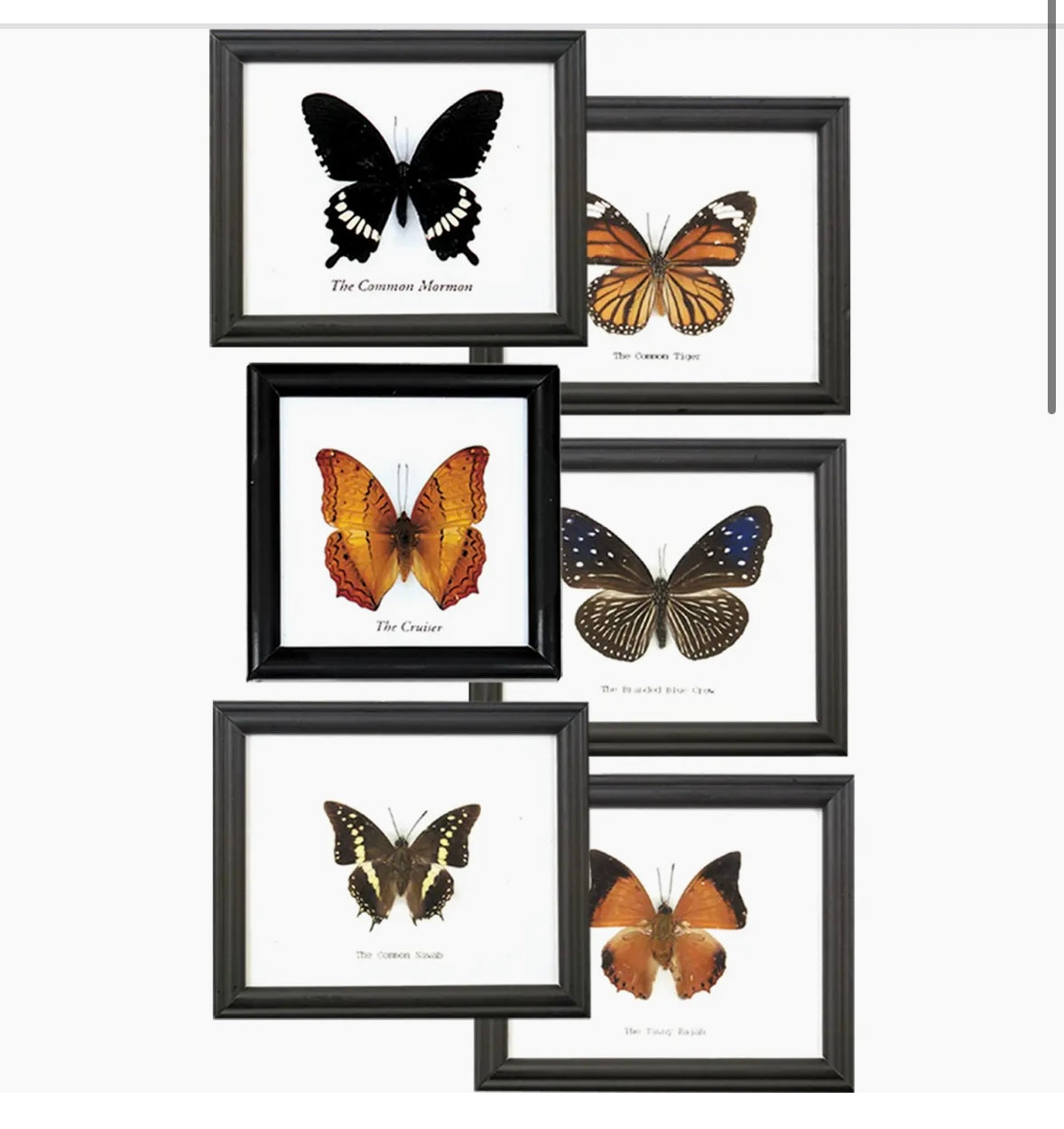 Single Butterfly Specimen Frame