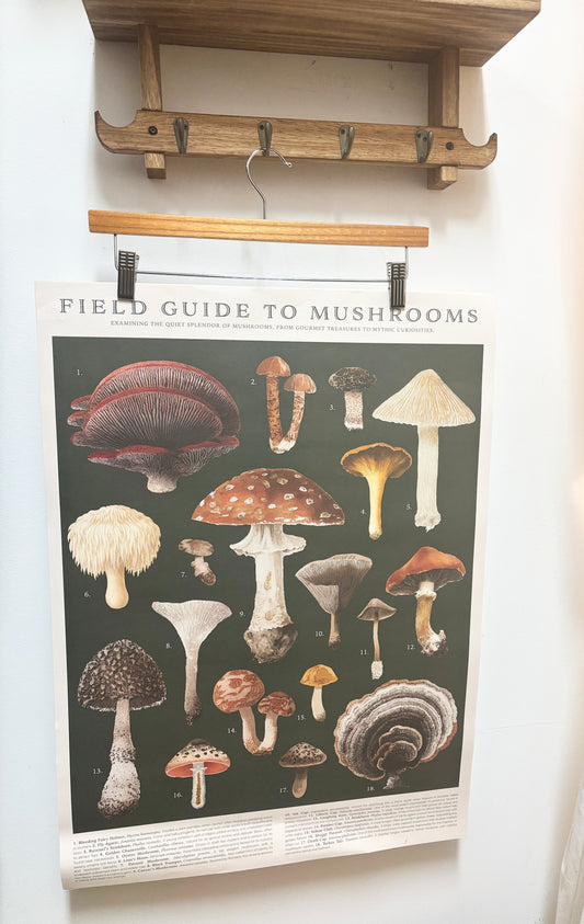 Vintage Field Guide Mushrooms poster