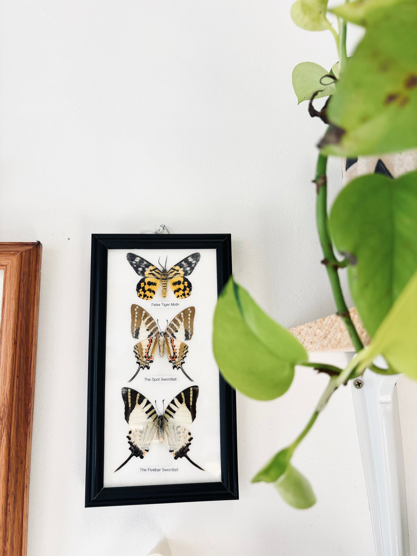 Butterflies Trio Display